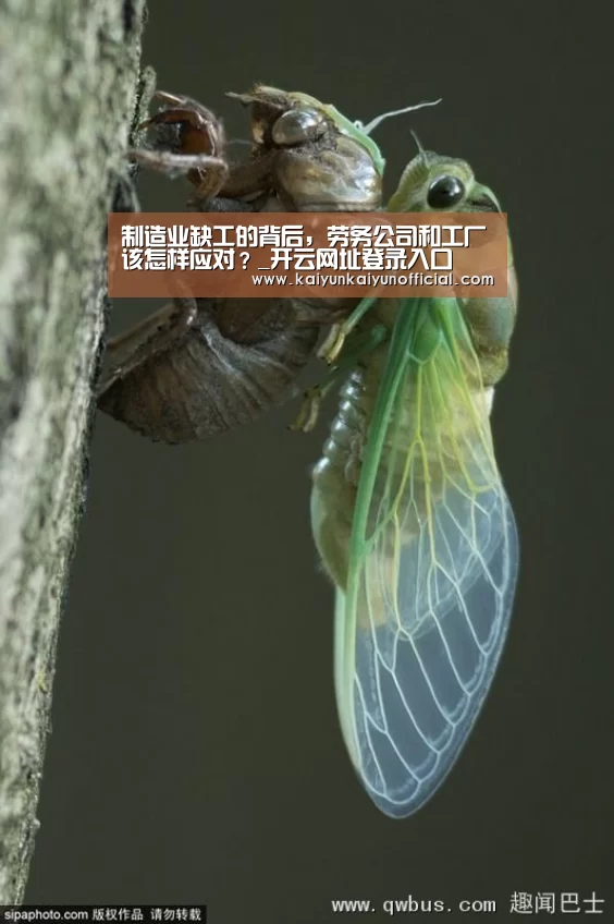 开云平台登录入口